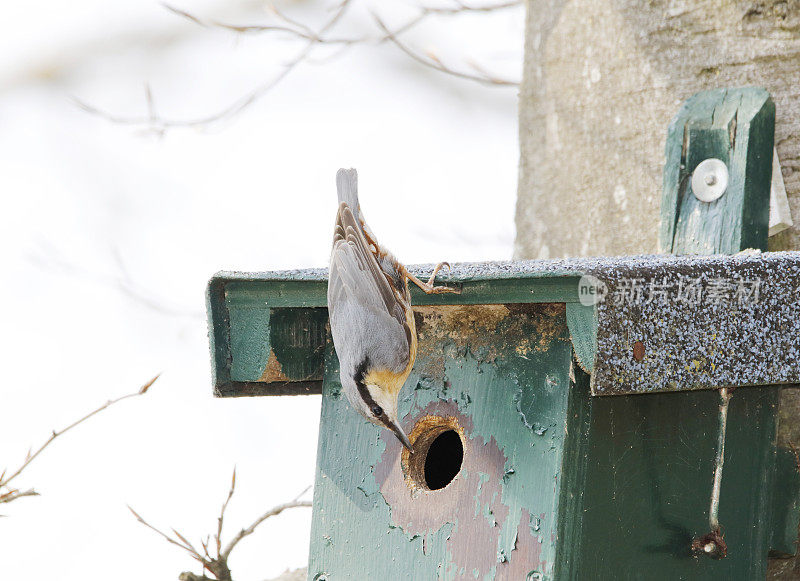 Nest Box设计的欧亚坚果(Sitta europaea)